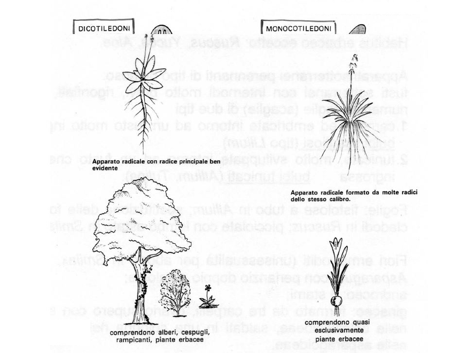 Botanica classificazione delle piante
